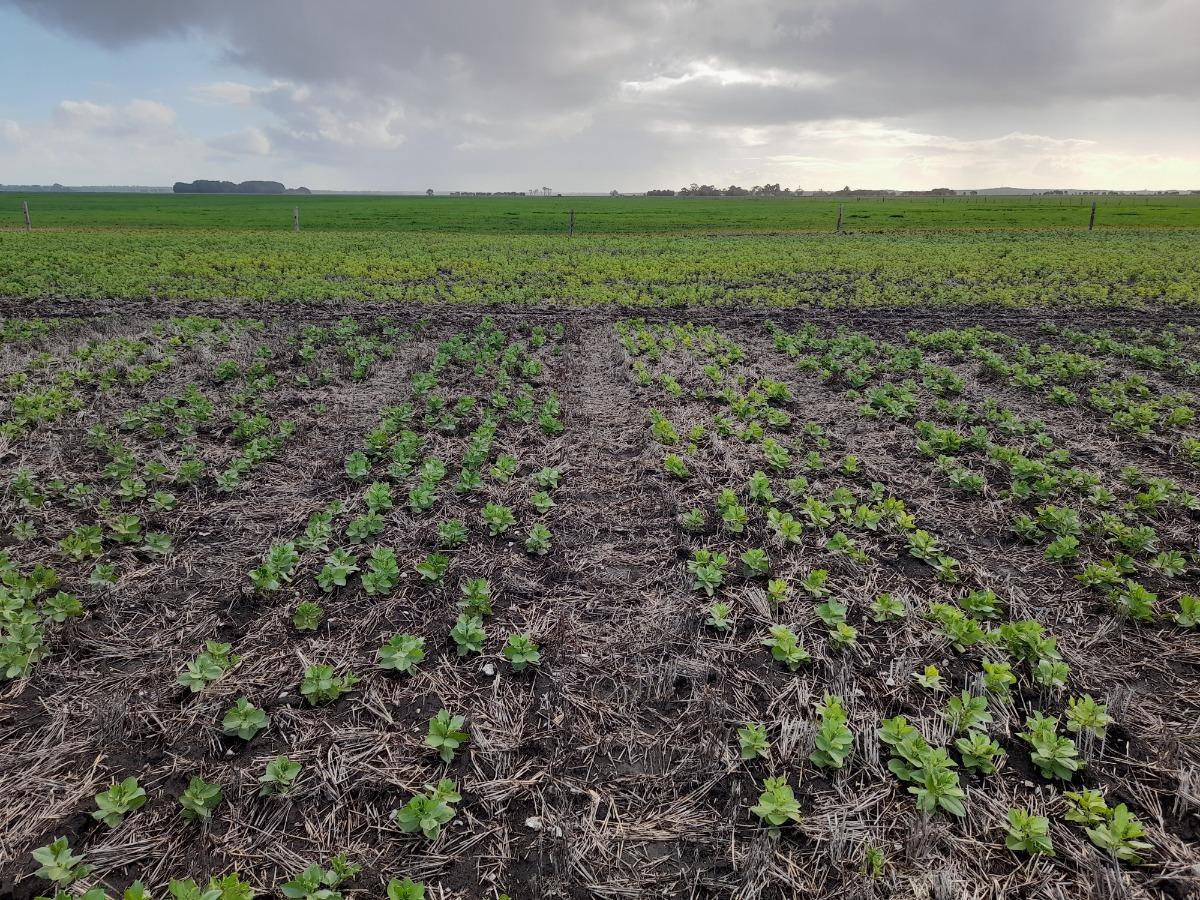 Grain and Graze Field Day: Western Flat