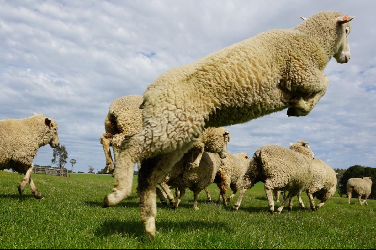 Pastures to Profit - Getting the Best from the Season